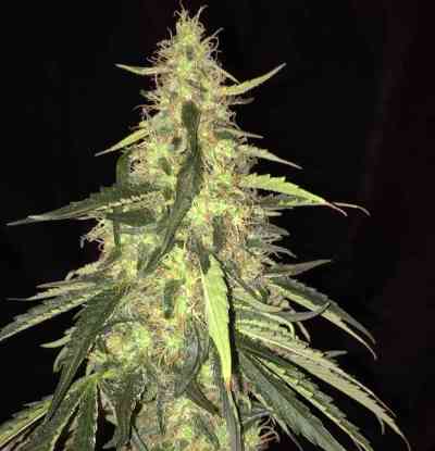 S.A.G.E. CBD > TH Seeds | Semillas feminizadas  |  Híbrido